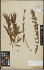 Foto von Salix purpurea L. x Salix viminalis L.